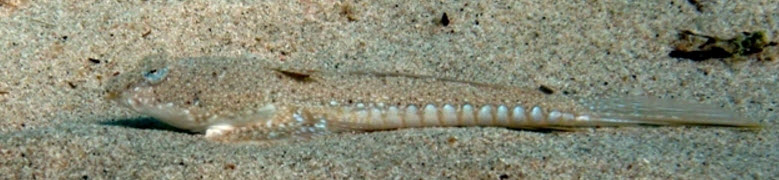 Callionymus pusillus_03991